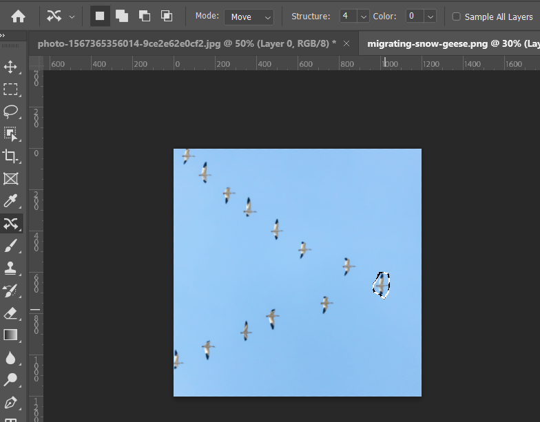 Bird selected using Content aware move tool